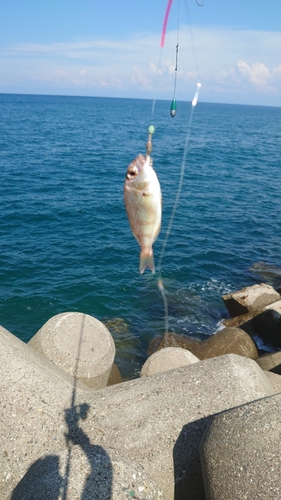 マダイの釣果