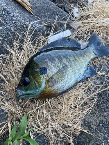 ブルーギルの釣果