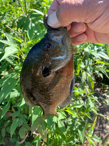 ブルーギルの釣果