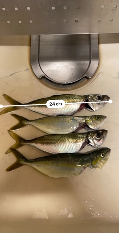 アジの釣果