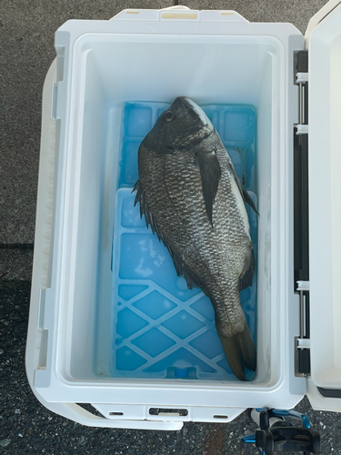 クロダイの釣果