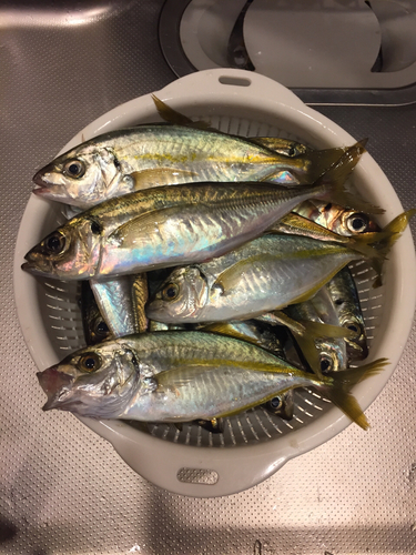 アジの釣果