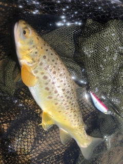 ブラウントラウトの釣果