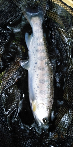 ヤマメの釣果