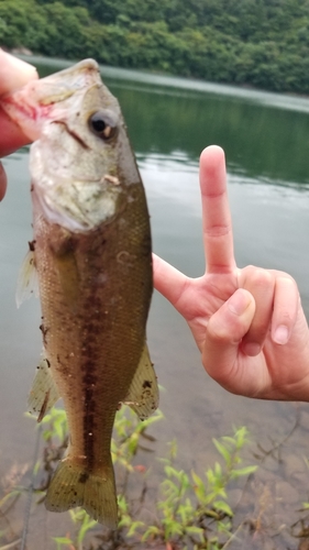 ラージマウスバスの釣果