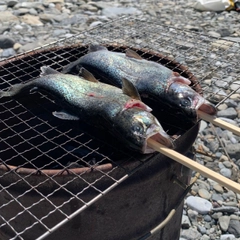 ニジマスの釣果