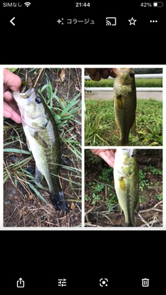 ラージマウスバスの釣果