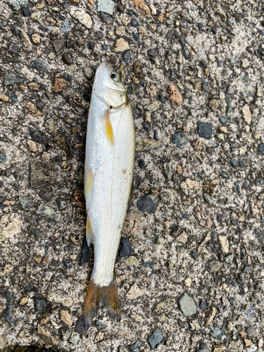 ウグイの釣果