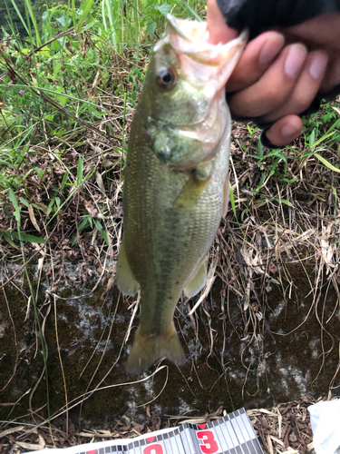 ラージマウスバスの釣果