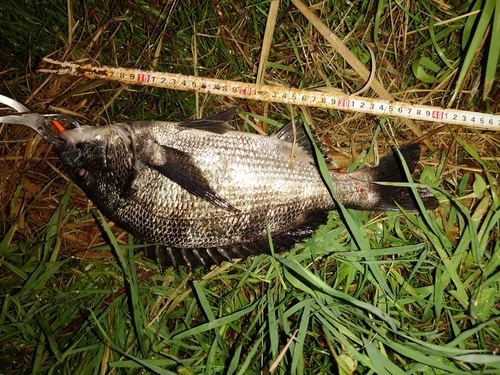 クロダイの釣果