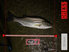 シーバスの釣果