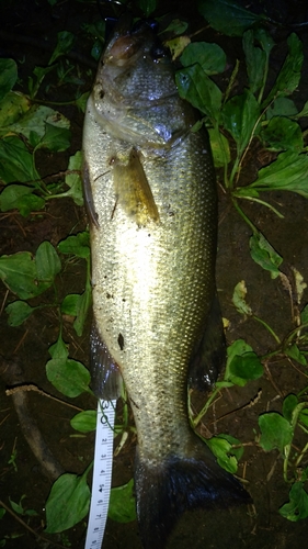 ラージマウスバスの釣果