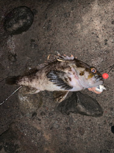 ハチガラの釣果