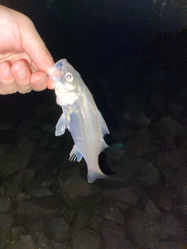 セイゴ（マルスズキ）の釣果