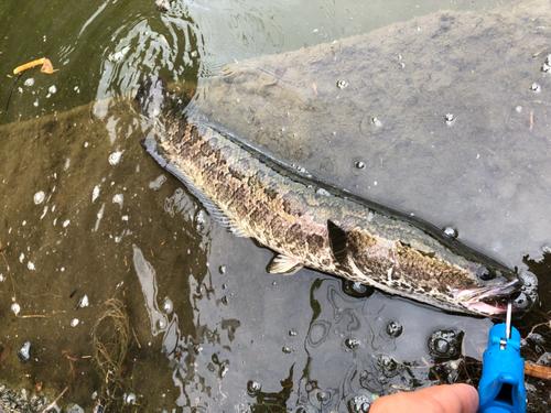 ライギョの釣果