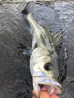 スズキの釣果