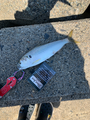 コノシロの釣果