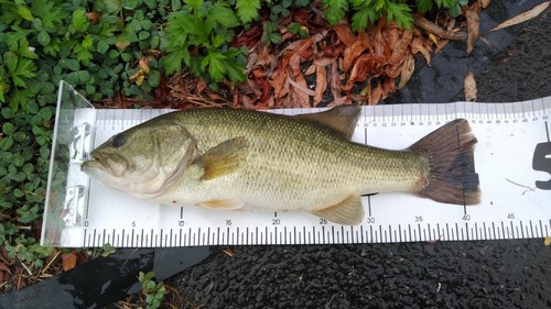 ブラックバスの釣果