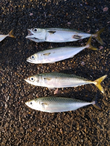 サバの釣果