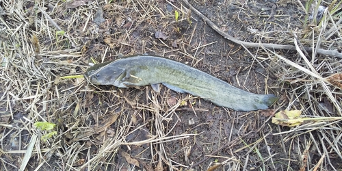 ニホンナマズの釣果