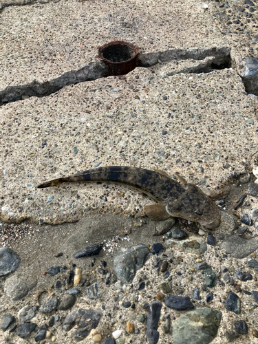 コチの釣果