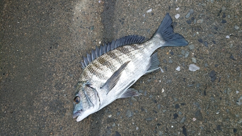 クロダイの釣果