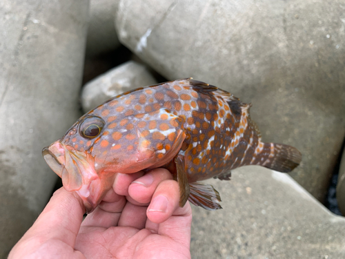 キジハタの釣果