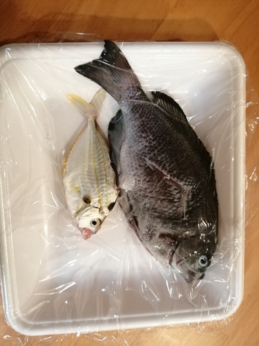 グレの釣果