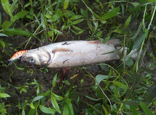 ウグイの釣果