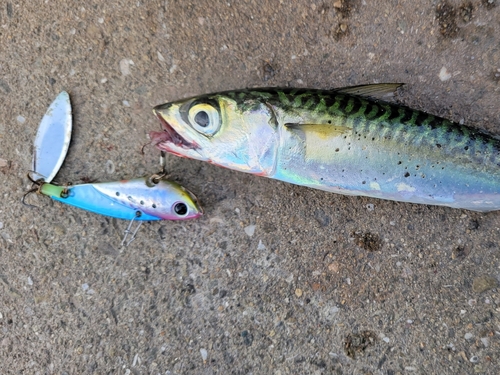 サバの釣果