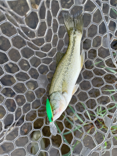 ラージマウスバスの釣果