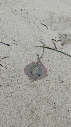 エイの釣果