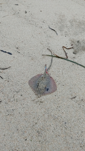 エイの釣果