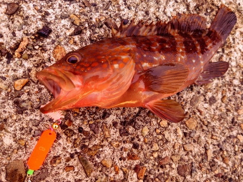 キジハタの釣果