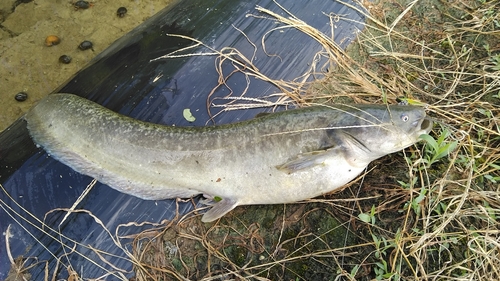 ナマズの釣果