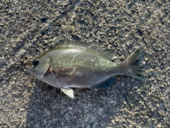 グレの釣果