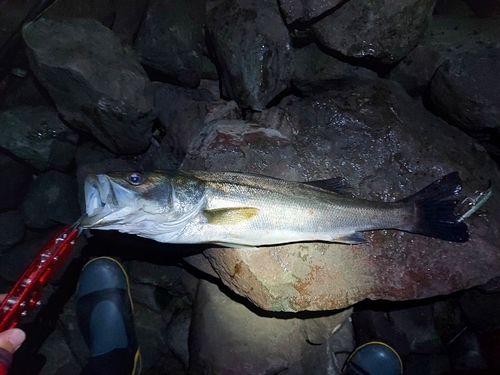 スズキの釣果