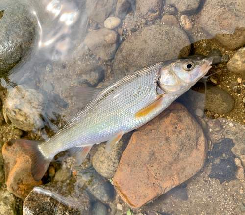 ウグイの釣果