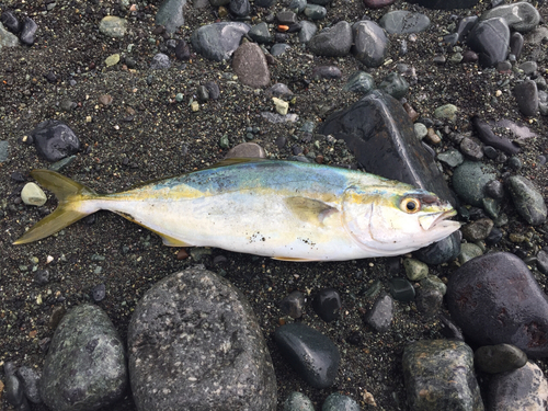 ワカシの釣果