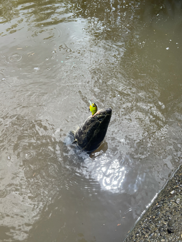 ライギョの釣果