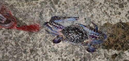 タイワンガザミの釣果