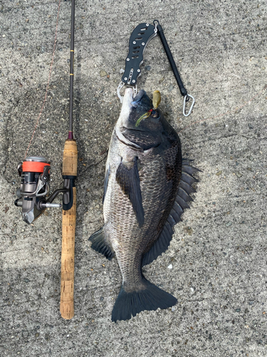 チヌの釣果