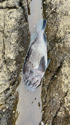 マゾイの釣果