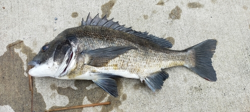 チヌの釣果