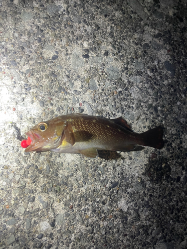 エゾメバルの釣果