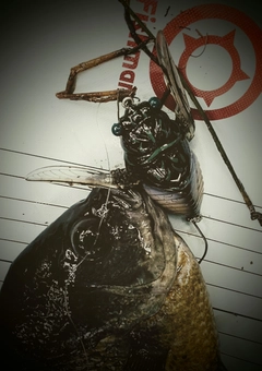 ブルーギルの釣果