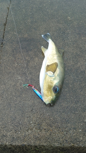 シロサバフグの釣果