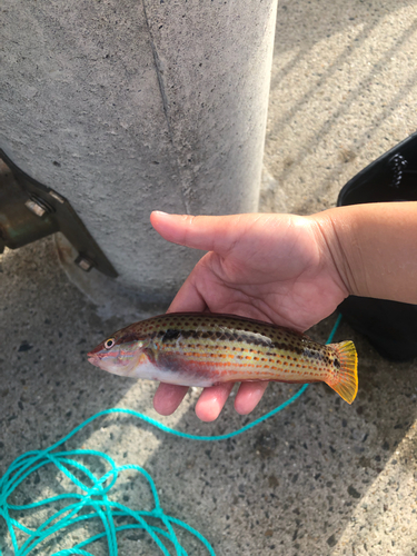 キュウセンの釣果