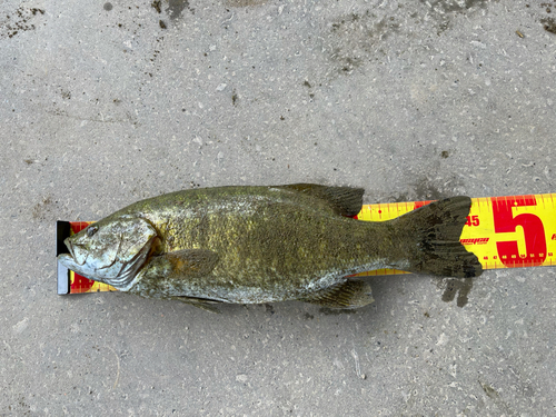 スモールマウスバスの釣果