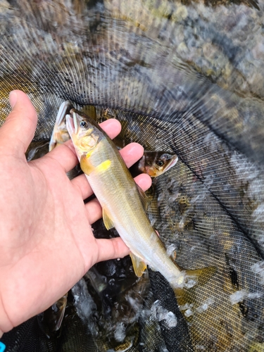 アユの釣果